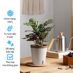 Chậu trồng cây tự tưới Oliz, phong cách Nhật Bản, sang trọng, trang trí trong nhà, văn phòng