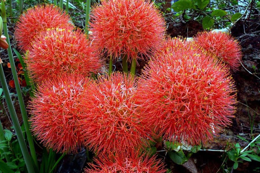 gioi-thieu